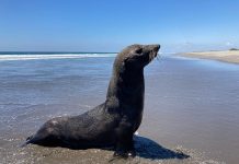 Lobo marino llega al Santuario Playa de Puerto Arista