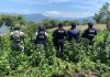 Grupo interinstitucional destruye plantío de marihuana en Santiago El Pinar