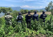 Grupo interinstitucional destruye plantío de marihuana en Santiago El Pinar