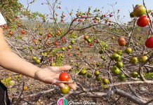 El jocote, una alternativa viable para reforestar en Chiapas