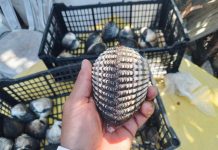 ¡Se pueden comer mariscos chiapanecos de nuevo!