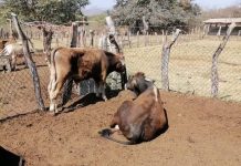 Plaga del Gusano barrenador dejará perdidas incuantificables: diputado