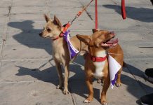 Llaman a cuidar a las mascotas ante enfermedades por las lluvias