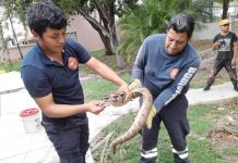 Lluvias provocan ingreso de animales silvestres a viviendas: Bomberos