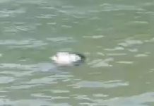 Hallan cabeza humana flotando en el río Suchiate