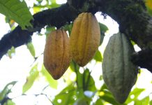 Programas federales impulsan repunte del cacao en Chiapas: Productora