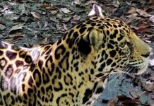 Fallece jaguar rescatada y atendida en el ZooMAT tras complicaciones renales