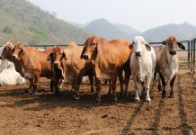 Producción agrobiológica de carne en Chiapas obtiene reconocimiento nacional