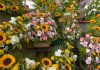 Aumentan un 20 por ciento los precios de flores para los altares y ofrendas