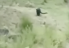 Mantienen vigilancia por presunto avistamiento de felinos en Bochil