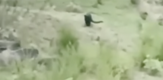 Mantienen vigilancia por presunto avistamiento de felinos en Bochil