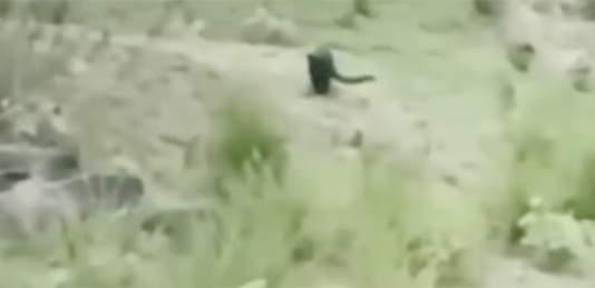 Mantienen vigilancia por presunto avistamiento de felinos en Bochil
