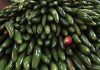 Secretaría de Salud descarta Salmonella Javiana en chiles jalapeños en Nuevo León