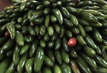 Secretaría de Salud descarta Salmonella Javiana en chiles jalapeños en Nuevo León