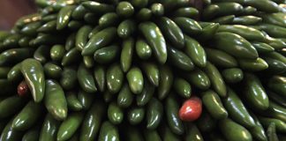 Secretaría de Salud descarta Salmonella Javiana en chiles jalapeños en Nuevo León
