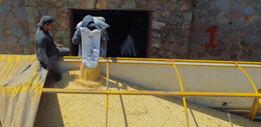 Chiapas concentra casi 30% del acopio nacional de maíz y alcanza máximo histórico