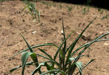 Sequía amenaza hasta 40% de la cosecha de maíz en la Frailesca