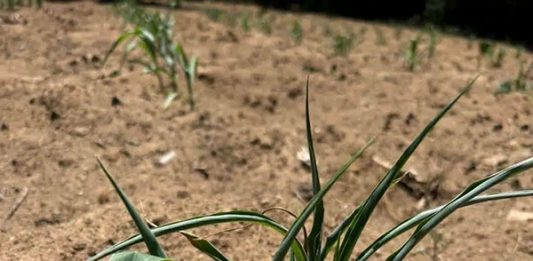Sequía amenaza hasta 40% de la cosecha de maíz en la Frailesca