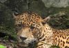 Muere Gaby, jaguar emblemática del ZooMAT tras 20 años de vida