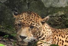 Muere Gaby, jaguar emblemática del ZooMAT tras 20 años de vida