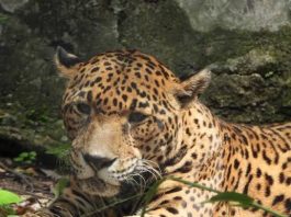 Muere Gaby, jaguar emblemática del ZooMAT tras 20 años de vida