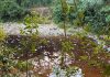 Peces muertos en afluente de Chilón generan alerta por posible contaminación