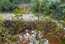 Peces muertos en afluente de Chilón generan alerta por posible contaminación