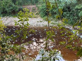 Peces muertos en afluente de Chilón generan alerta por posible contaminación