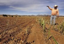 Sequía afecta a más del 75 % del territorio de Chiapas; 118 municipios presentan daños