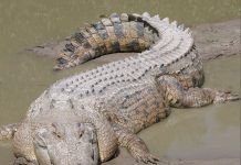 Chiapas recibe por primera vez al cocodrilo más grande del mundo