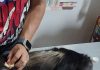 Profepa rescata un ejemplar de mono saraguato en Tuxtla Gutiérrez
