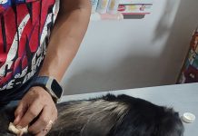 Profepa rescata un ejemplar de mono saraguato en Tuxtla Gutiérrez