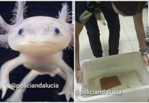Recuperan en Granada 29 ajolotes mexicanos, vendidos de manera ilegal