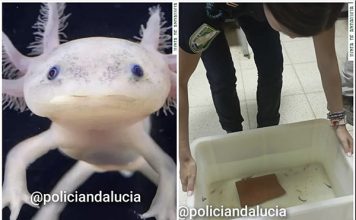 Recuperan en Granada 29 ajolotes mexicanos, vendidos de manera ilegal