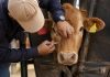 México crea consejo para la erradicación del gusano barrenador
