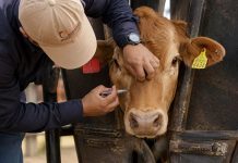 México crea consejo para la erradicación del gusano barrenador