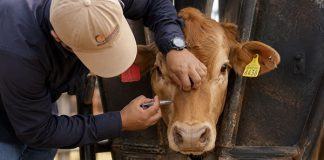 México crea consejo para la erradicación del gusano barrenador