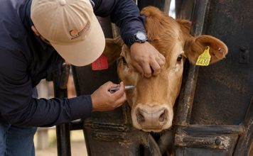 México crea consejo para la erradicación del gusano barrenador