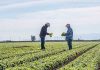 Retira Taylor Farms del mercado salsa y guacamole por riesgo de salmonela