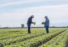 Retira Taylor Farms del mercado salsa y guacamole por riesgo de salmonela