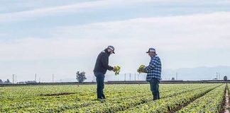 Retira Taylor Farms del mercado salsa y guacamole por riesgo de salmonela