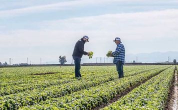 Retira Taylor Farms del mercado salsa y guacamole por riesgo de salmonela