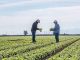 Retira Taylor Farms del mercado salsa y guacamole por riesgo de salmonela