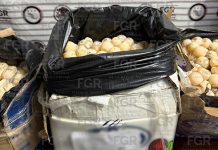Asegura FGR mil 800 huevos de tortuga y detiene a una persona en Arriaga, Chiapas