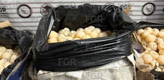 Asegura FGR mil 800 huevos de tortuga y detiene a una persona en Arriaga, Chiapas