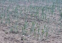 Piden campesinos declarar zona de desastre a Chiapas por sequía