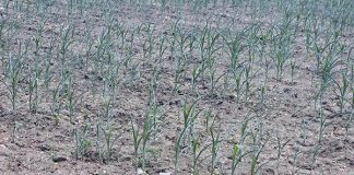 Piden campesinos declarar zona de desastre a Chiapas por sequía