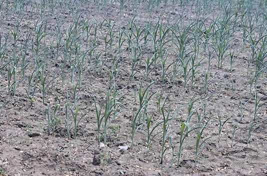 Piden campesinos declarar zona de desastre a Chiapas por sequía