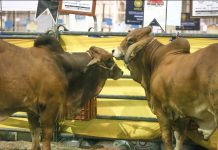 Reactivarán en Chihuahua tercer cruce fronterizo para exportar ganado a EE.UU