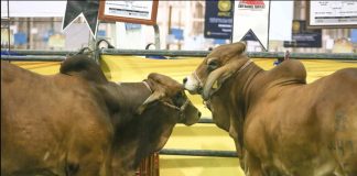 Reactivarán en Chihuahua tercer cruce fronterizo para exportar ganado a EE.UU